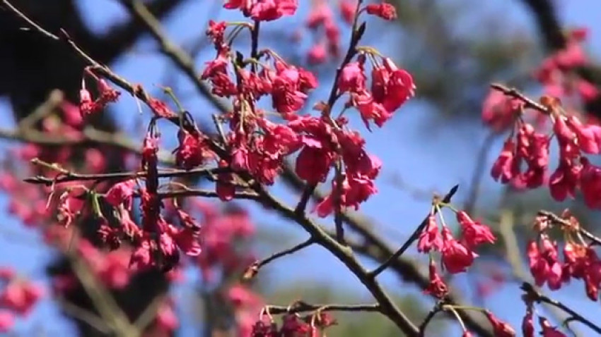 冬去春來－ 嘉道理農場鐘花櫻桃梅花